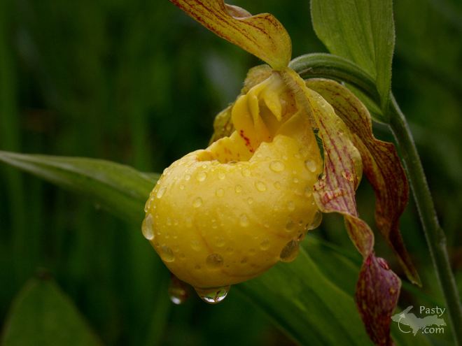 Photo by Dan Urbanski