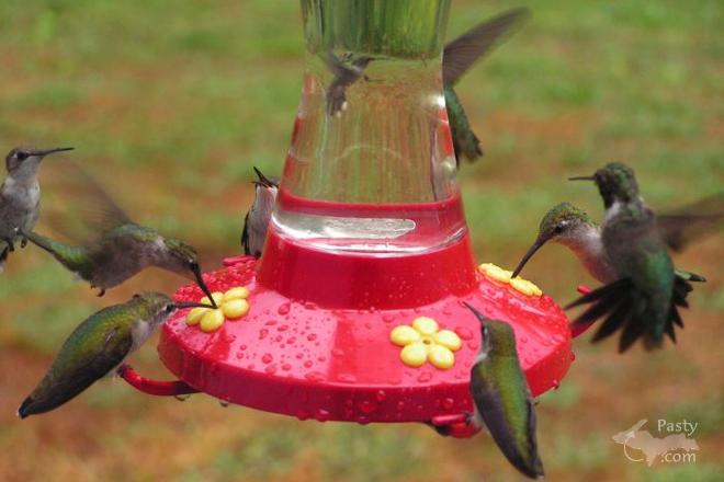 Photos by Joyce Tormala