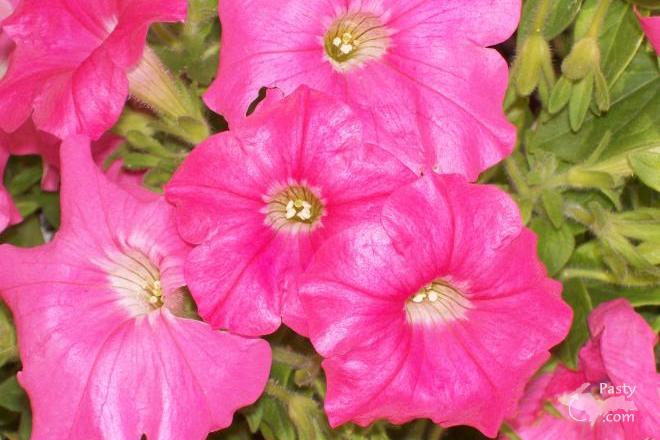 Photos by Ashlee Harvey