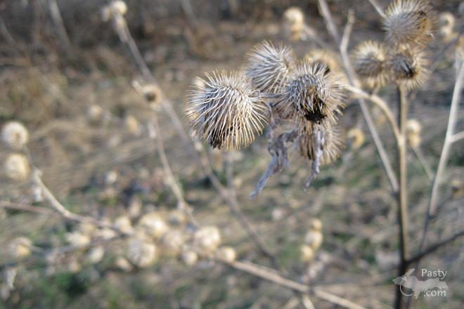 Photo by Judy Byykkonen