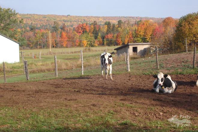 Photos by Vanessa Gronewald