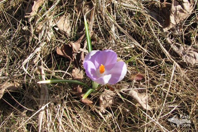 Photos by Patty Rheault