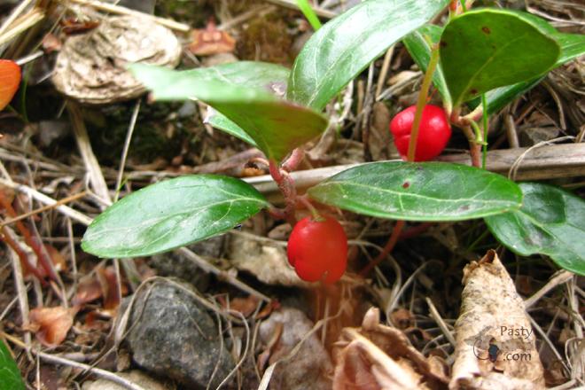 Photos by Donna MacIntosh