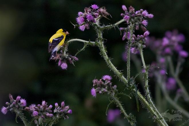 Photos by Frederic W. Koski