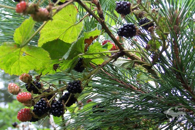 Photo by Brenda Leigh