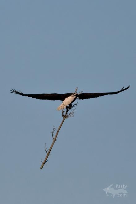 Photos by Frederic W. Koski