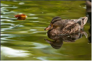 Feathered reflections