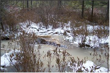 Beaver work area