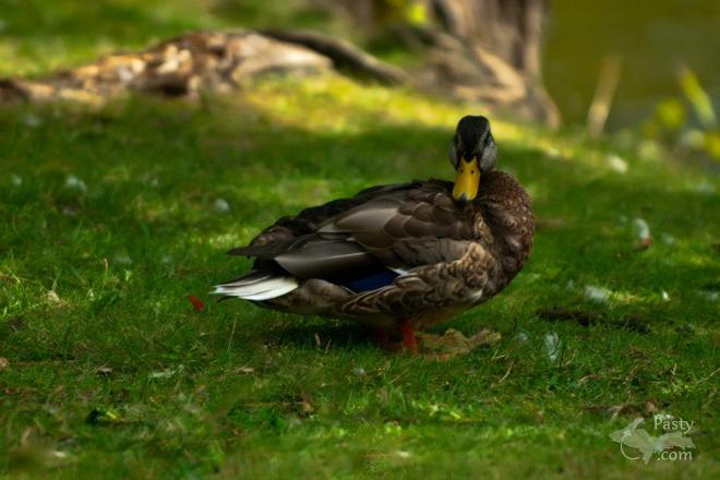 Photos by Aladino Mandoli