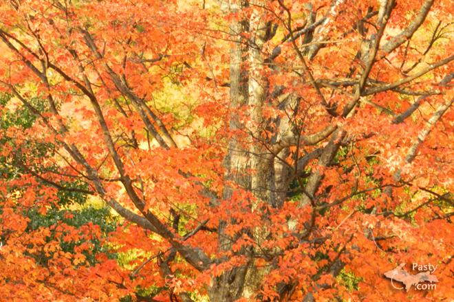 Photos by Marilyn Bachorik