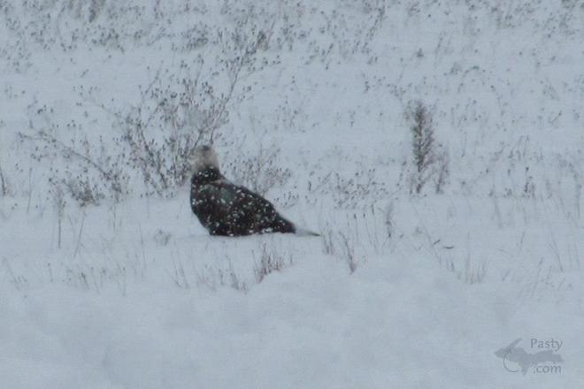 Photos by Patty Rheault