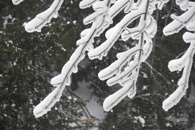 Photos by Marilynn Bachorik