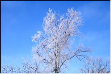 Frozen branches