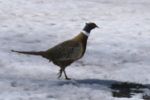 Pheasant