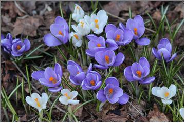 Colorful Crocuses