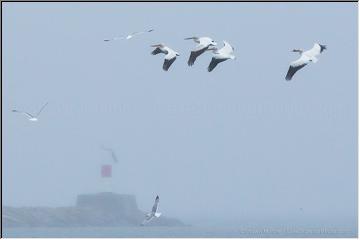 Visiting Pelicans