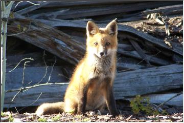 Fox kit