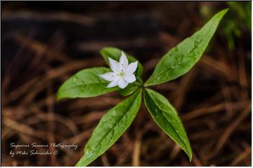 a.k.a. Indian potato