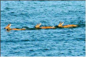 Swimming deer