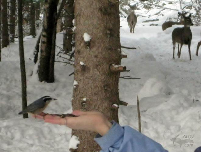 Photo by Ron Beaudette