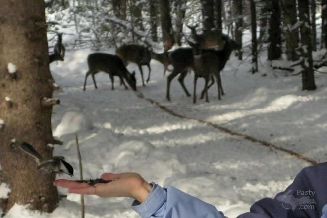 Photo by Ron Beaudette