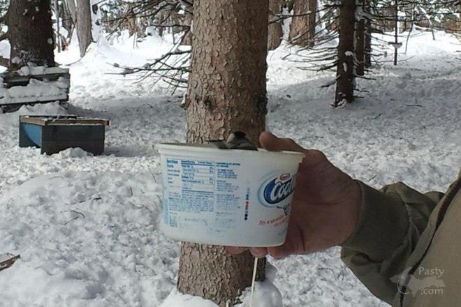 Photo by Sally Beaudette