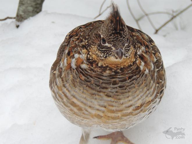 Photos by George & Paulette Beveridge