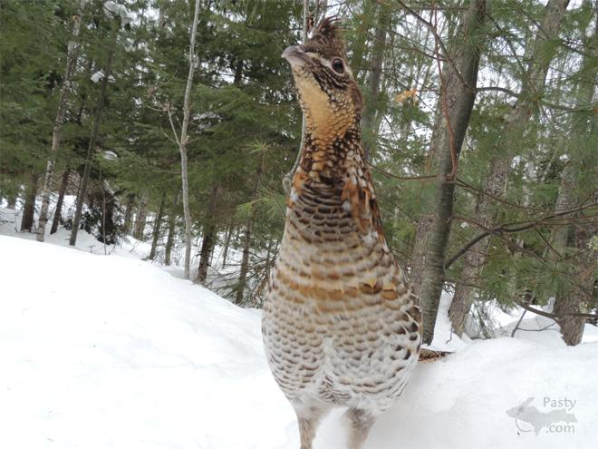 Photos by George & Paulette Beveridge