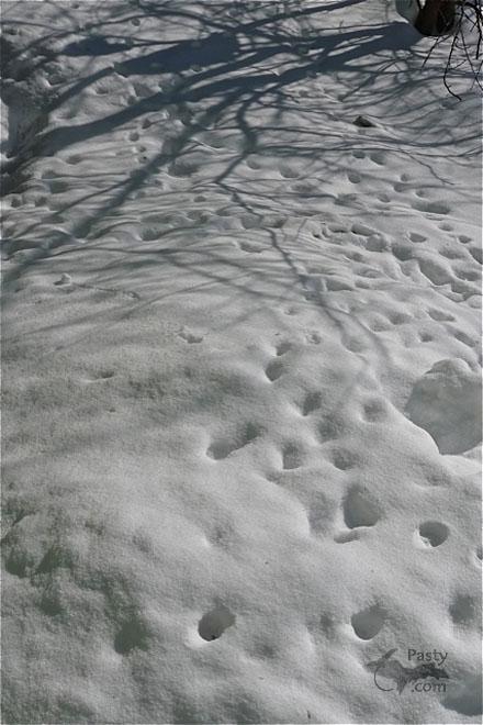 Photos by Joe Kirkish