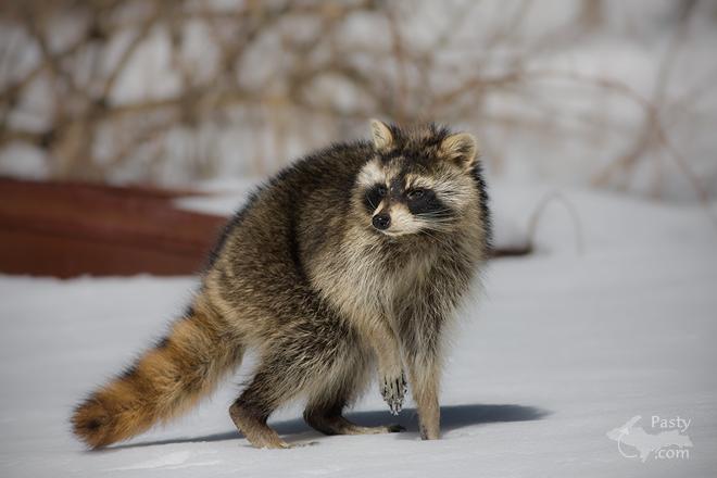 Photo by Frederic W. Koski