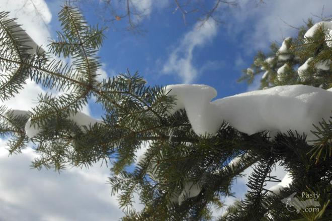 Photo by Donna MacIntosh