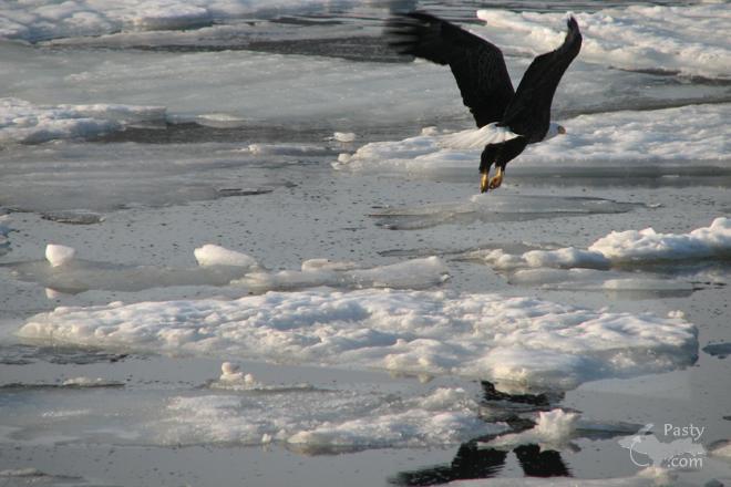 Photo by Susan Hooker