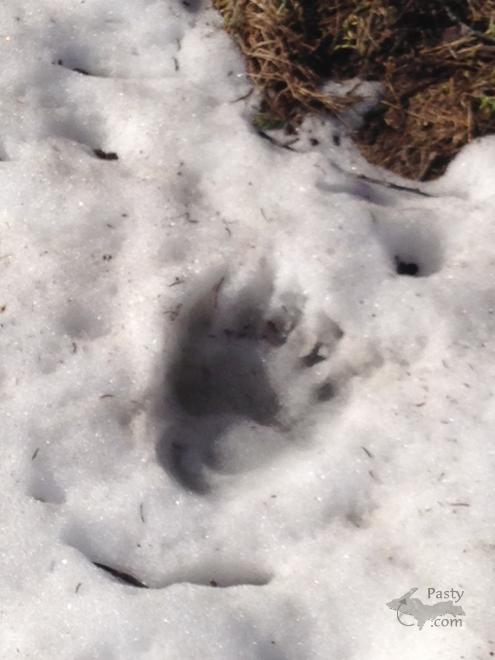 Photo by Liz Siivola