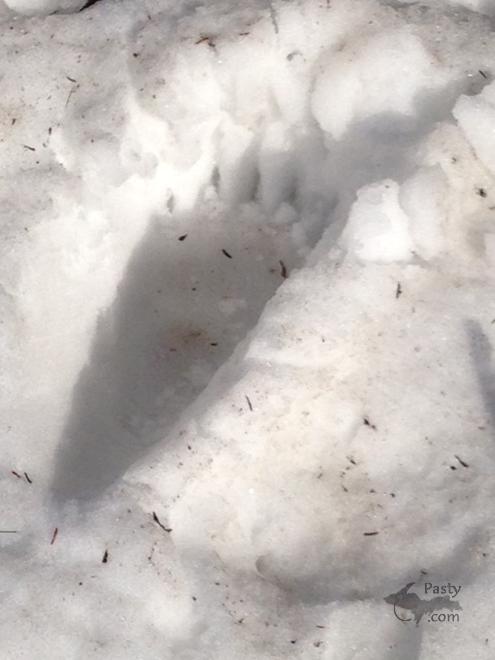 Photo by Liz Siivola