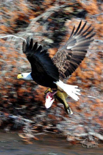 Photos by Bob Gilreath