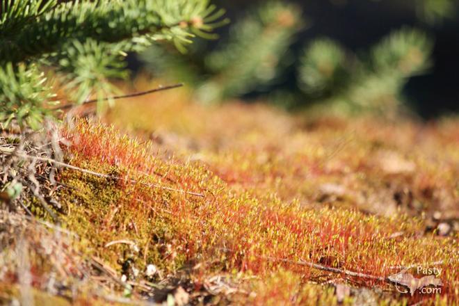 Photos by Melanie Hakala Rossi