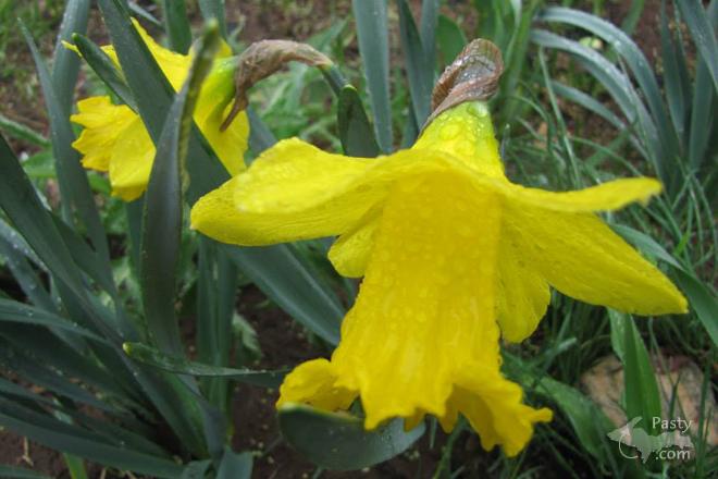 Photo by Judy Byykkonen