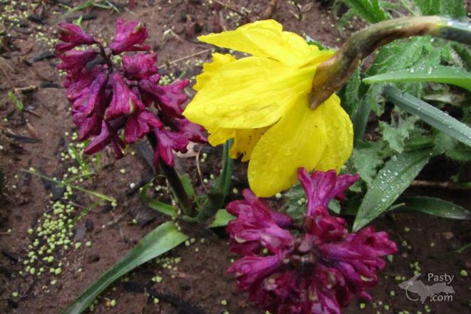 Photo by Judy Byykkonen