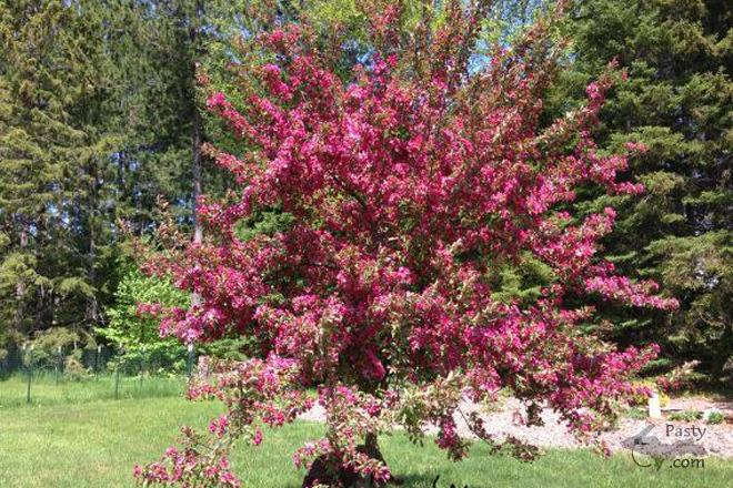 Photo by Judy Byykkonen