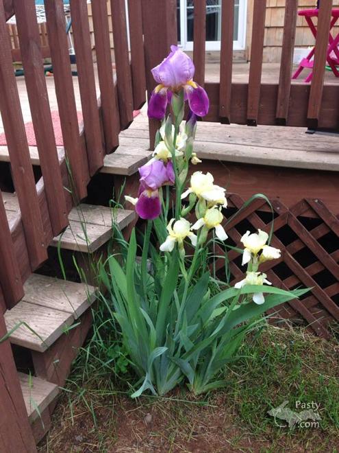 Photo by Judy Byykkonen