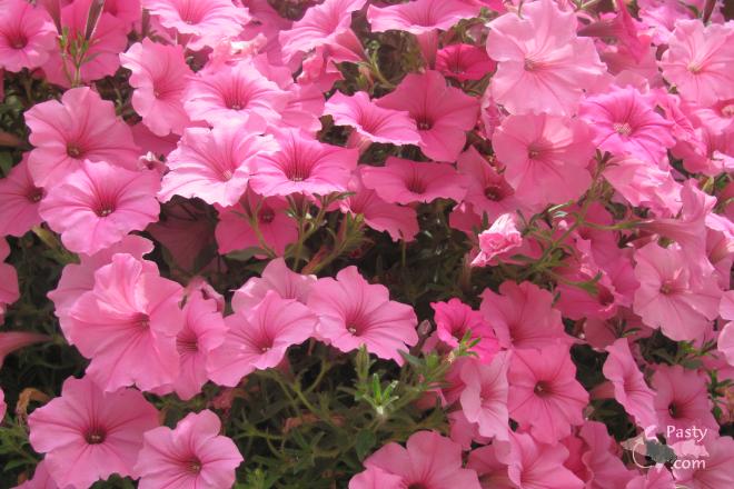 Photos by Patty Rheault