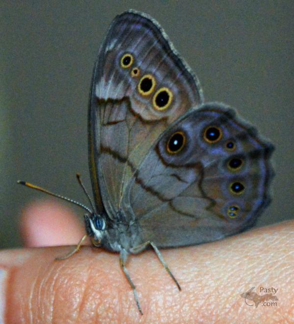 Photos by Ryan Byykkonen