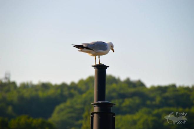 Photos by Ryan Byykkonen