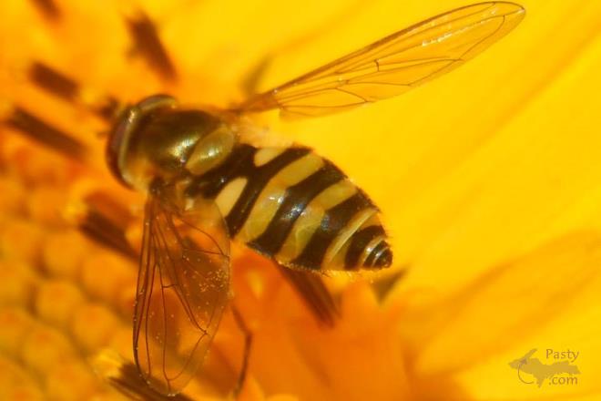 Photos by Donna MacIntosh