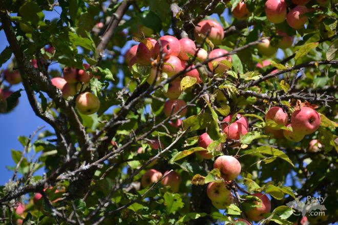 Photos by Judy Byykkonen