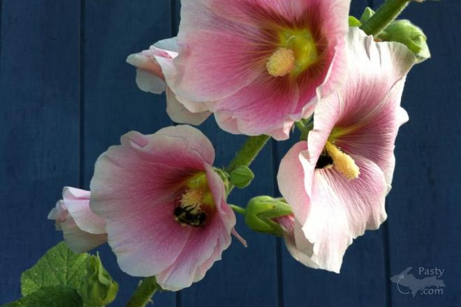 Photos by Kathy Archambeau