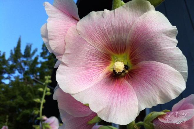 Photos by Kathy Archambeau