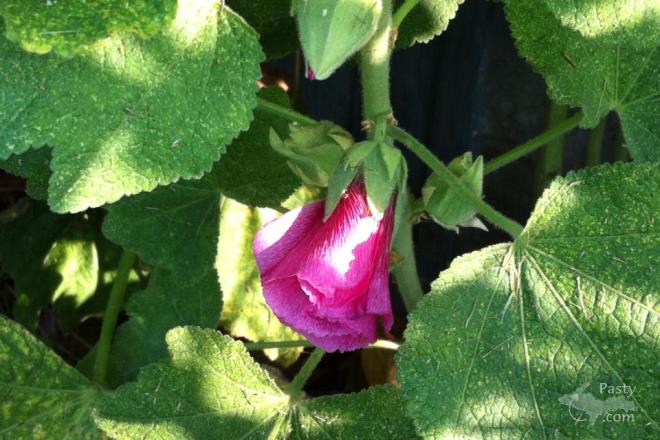 Photos by Kathy Archambeau