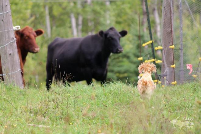 Photos by Melanie Hakala Rossi