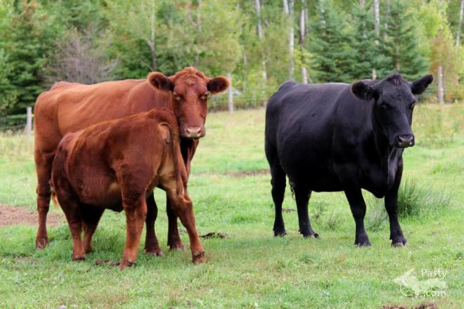 Photos by Melanie Hakala Rossi